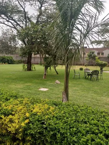 garden with trees and chairs